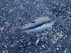 Canthigaster bennetti
