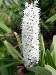Veronica dieffenbachii
