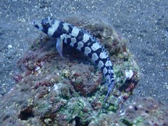 Parapercis tetracantha