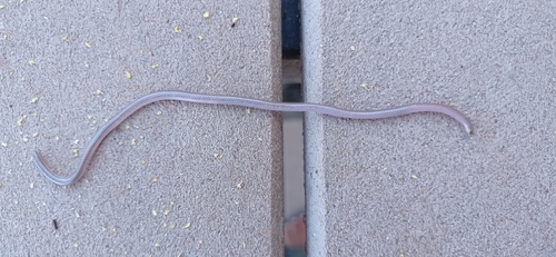 Degerbol's Blind Snake, Siagonodon borrichianus