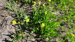 Tauschia stricklandii