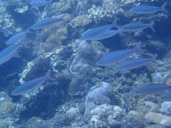 Pterocaesio tessellata