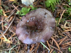 Russula occidentalis