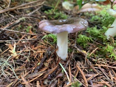 Russula occidentalis