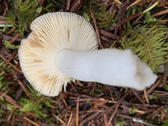 Russula occidentalis
