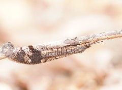 Glenoleon pulchellus