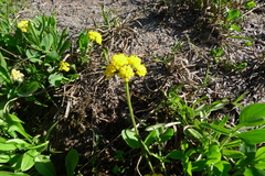 Tauschia stricklandii
