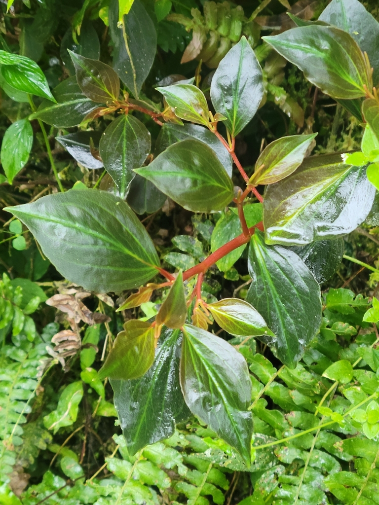 Peperomia velutina; photograph andrew2285, CC0, iNaturalist via GBIF