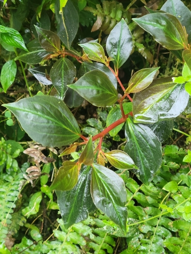 Peperomia velutina