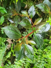 Peperomia velutina