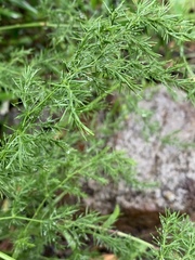 Asparagus africanus image