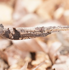 Glenoleon pulchellus