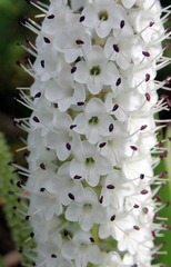 Veronica dieffenbachii