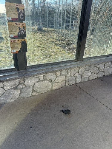 iNaturalist observation 2026-01-07
