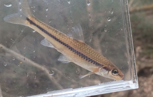Rosyface chub (Hybopsis rubrifrons) — Cyprinidae