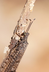 Glenoleon pulchellus