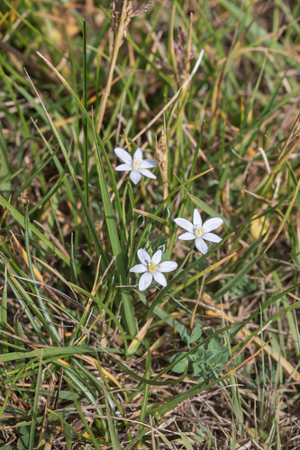 Ornithogalum alpigenum