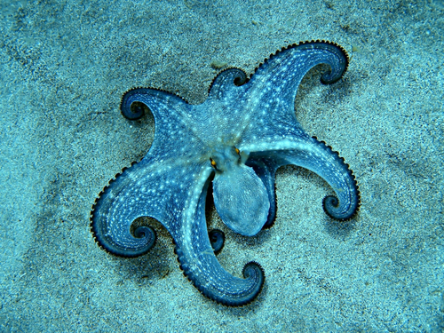 Common Octopus