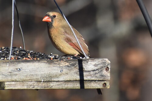 Northern Cardinal photographed in Alabama