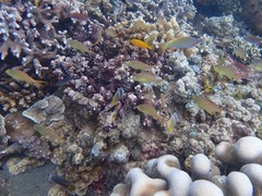 Pseudanthias huchtii