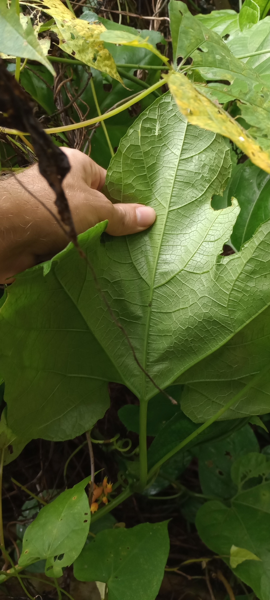 Imagem de Gurania lobata
