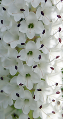 Veronica dieffenbachii