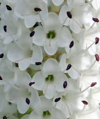 Veronica dieffenbachii