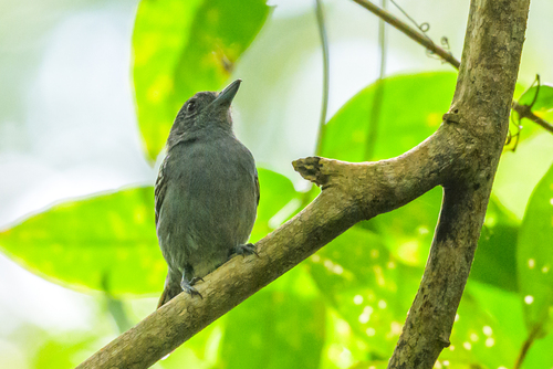 Black-crowned Antshrike (Thamnophilus atrinucha), photo 3