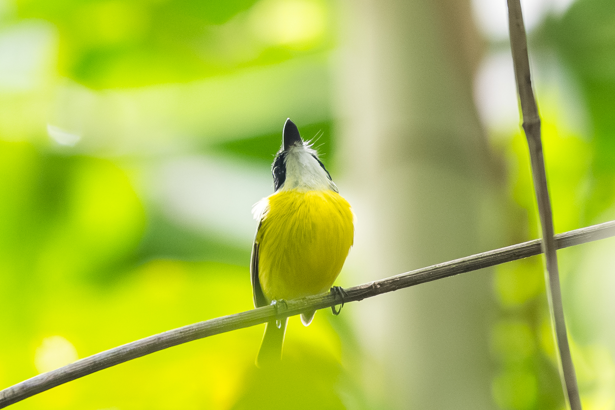 Black-headed Tody-Flycatcher (Todirostrum nigriceps), photo 1