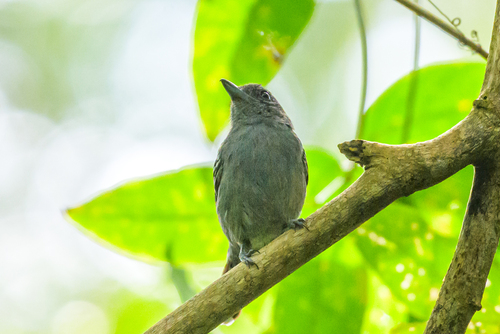 Black-crowned Antshrike (Thamnophilus atrinucha), photo 4