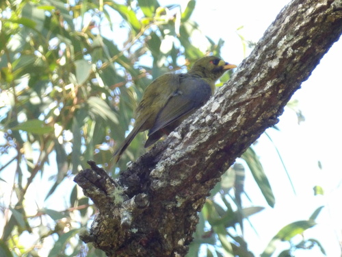 Bell Miner (Manorina melanophrys)
