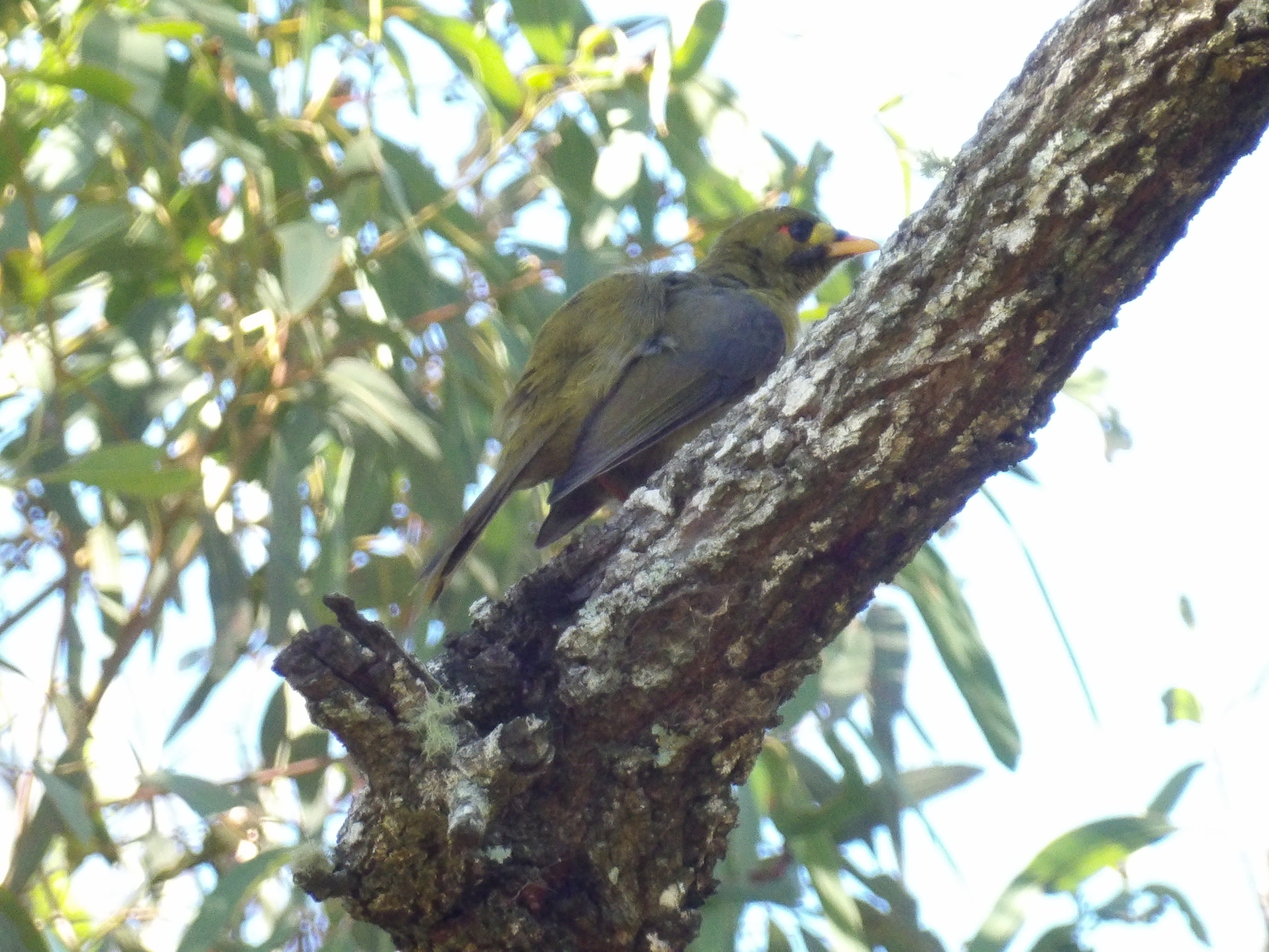 Bell Miner (Manorina melanophrys), photo 1