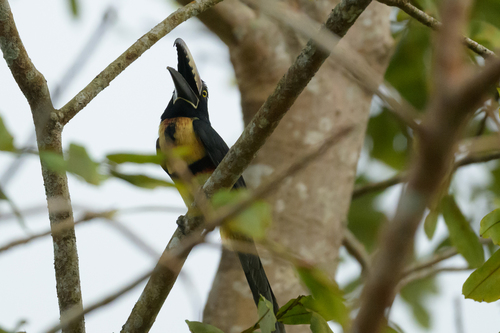 Collared Aracari (Pteroglossus torquatus), photo 6