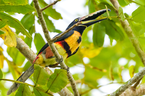 Collared Aracari (Pteroglossus torquatus), photo 5