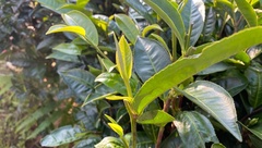 Camellia sinensis assamica