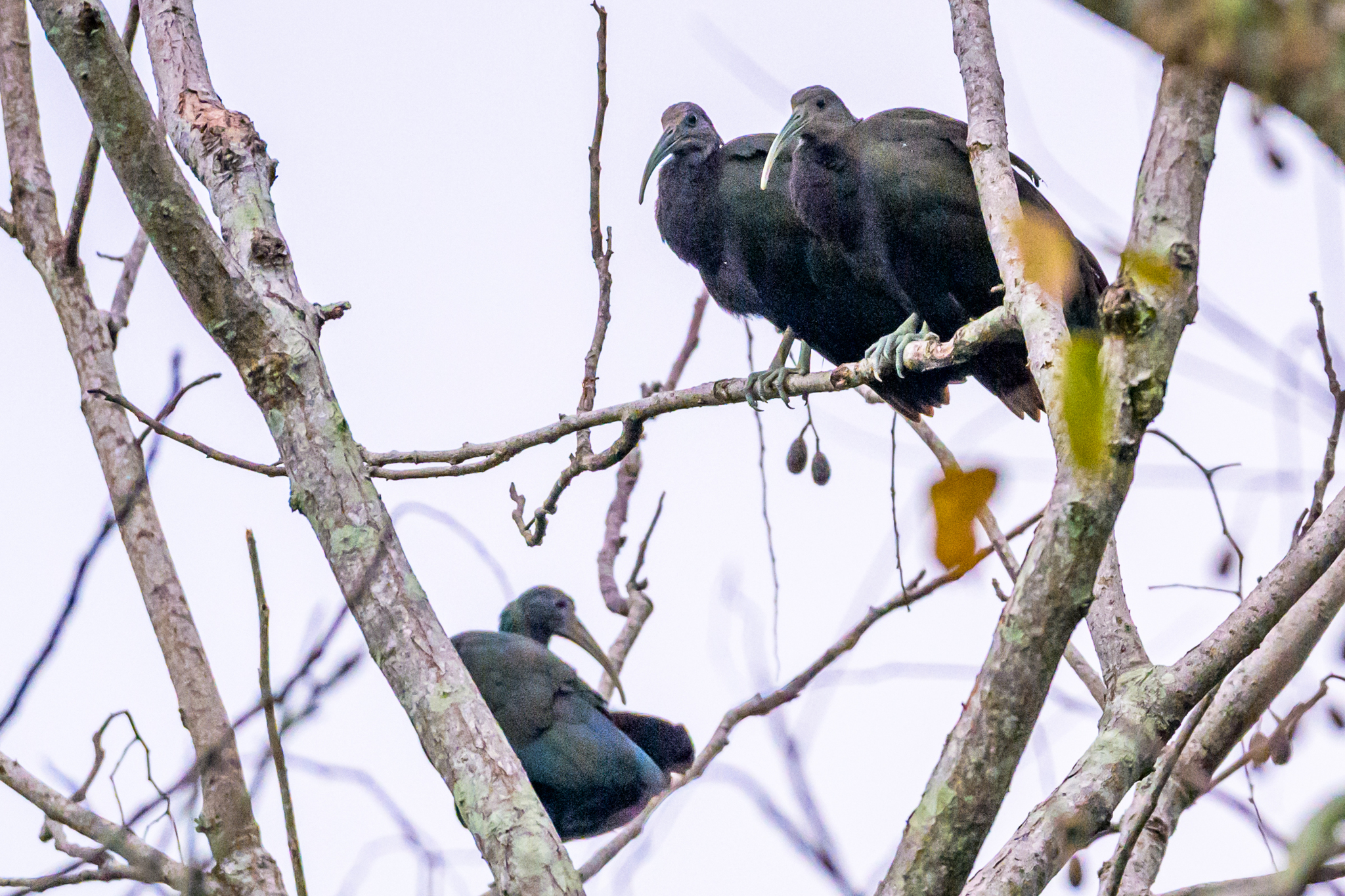Green Ibis (Mesembrinibis cayennensis), photo 2