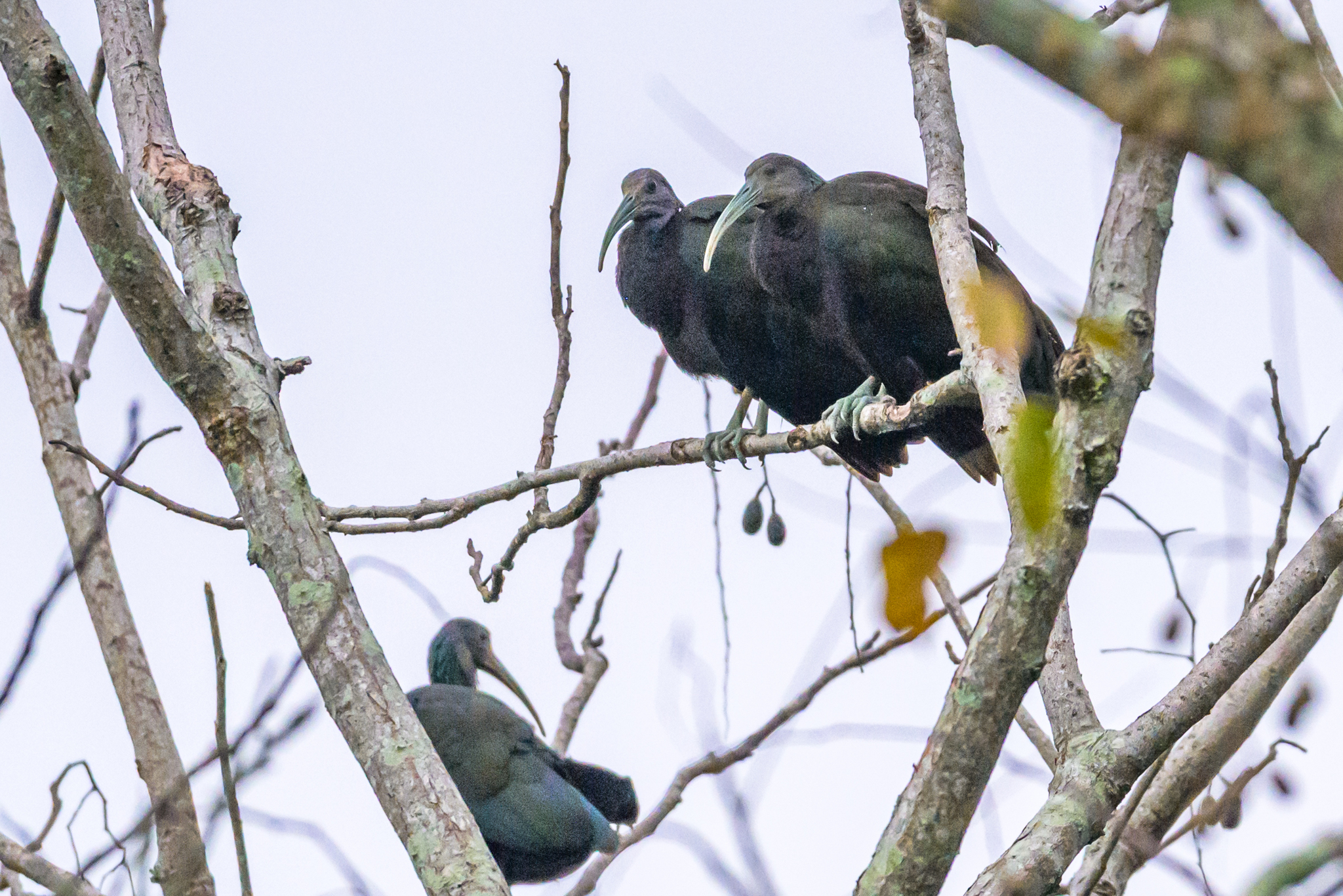 Green Ibis (Mesembrinibis cayennensis)