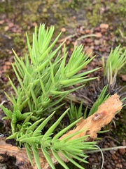 Crassula lanceolata image