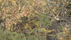 Leucaena esculenta