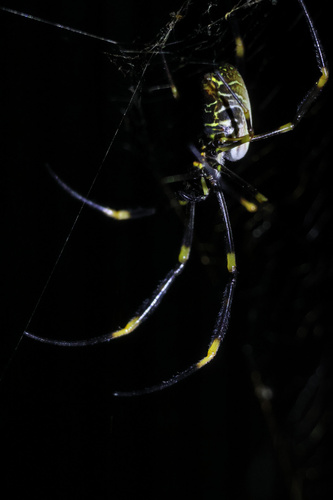 Tiger Spider