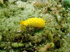 Doris chrysoderma