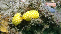 Doris chrysoderma