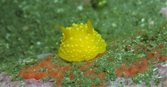 Doris chrysoderma