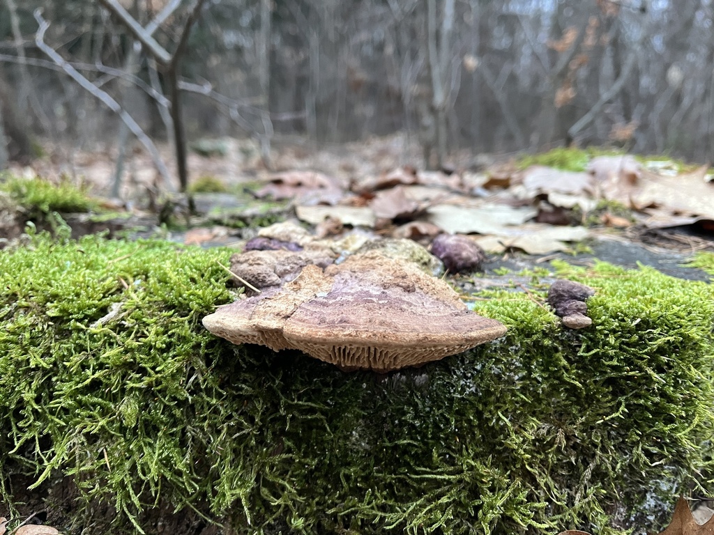 Fomitopsis quercina · January 2026 · photo: © pavel_kacl (iNaturalist, cc-by)