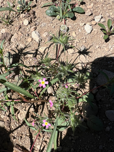 Whiskerbrush (Leptosiphon ciliatus)