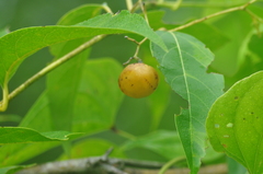 Cordia stenoclada