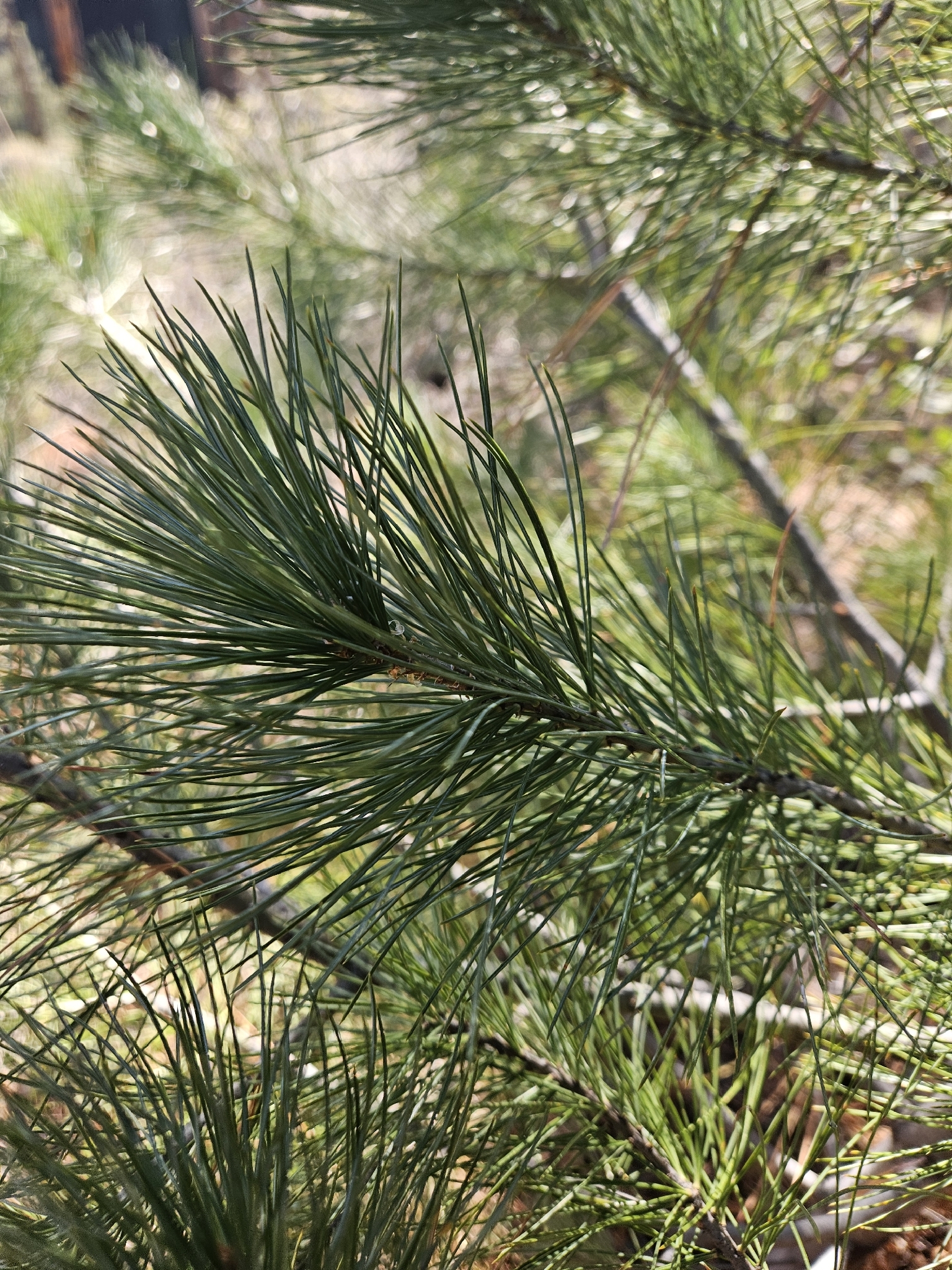 Southwestern white pine