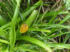 Bulbinella rossii