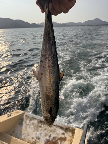 Pacific sierra (Scomberomorus sierra) — Scombridae