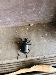 Calosoma oceanicum